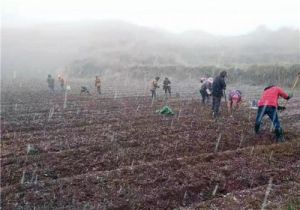 喜迎初雪 康美云南种植基地冬播待春放