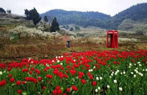 康宝莱：赏花植树 今春流行带着全家做公益