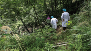 康美来公司大别山灵芝基地：掌握稀缺资源</a>