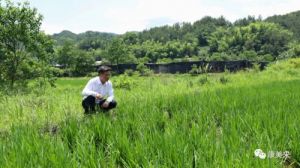 康美来董事长余春富视察桑黄灵芝药材基地