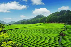 消费日报| 理想华莱 产学研齐发力，奏响中国黑茶高质量发展新乐章