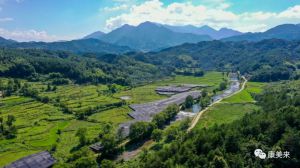 大别山基地孢子粉近日日开采