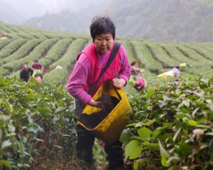 筑牢丰收根基 理想华莱茶园冬培忙