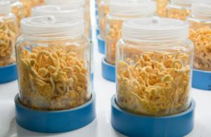 当寒潮来袭 你的免疫力“扛得住”吗？