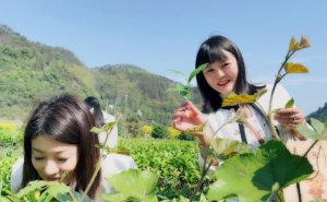 理想华莱  茶养人生