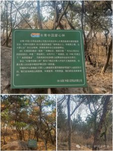 长青中国植绿守青山</a>