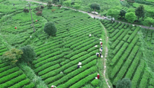 理想华莱：夏茶加工正繁忙 匠心制茶抢鲜时