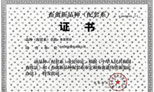 东阿阿胶牵头培育的鲁西黑驴获批畜禽新品种